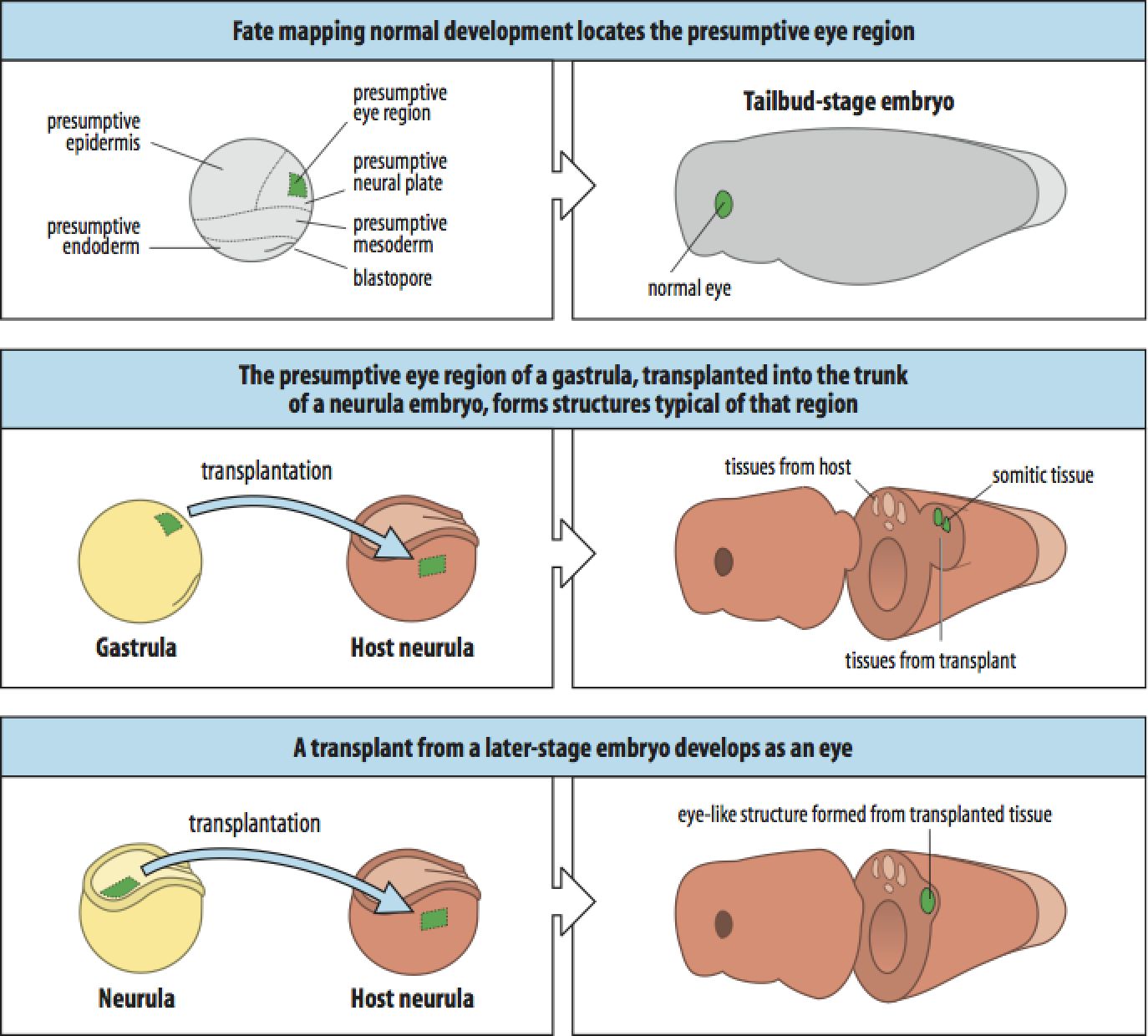 experiment developmental biology